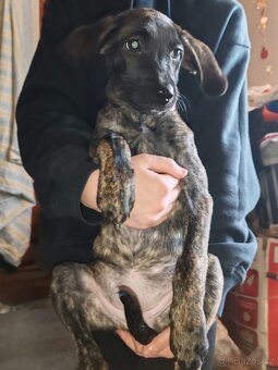 Štenata kříženci - 7