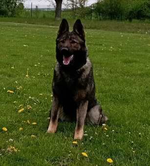 Německý ovčák štěnata s PP - 7