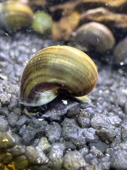 Ampulárie (měchýřovka), akvarijní šneci - 7