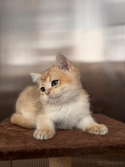 Zlata cincila, britsky kluk s PP-BRI ny11, k odbery hned - 7