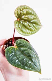 Anthurium Luxurians raritka - 7