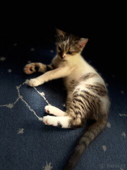 Koťátko Andělka hledá nový domov 🐾 - 7