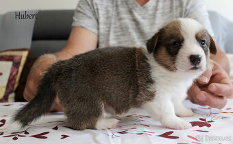 Welsh corgi cardigan - 7