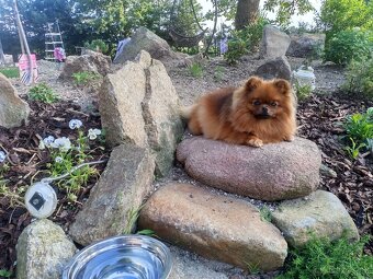 Pomeranian / Německý špic trpasličí s PP - 7