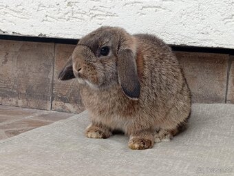 Volná samička - Anglický Zakrslý Beránek MiniLop🍑 - 7