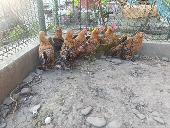 Zakrslá rousná slepice - prodám, nebo vyměním kohoutky - 7