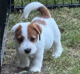 Jack Russell teriér s PP - 7