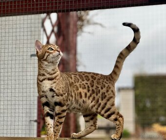Bengálská kočka s PP - 7