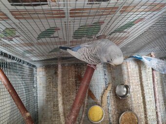 Agapornis a Andulky TCB - 7