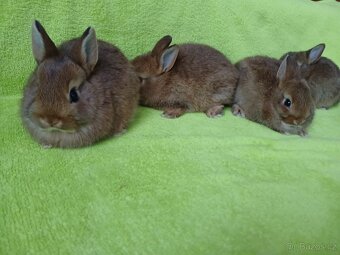 Zakrslý králíček - 7