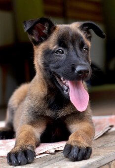 Belgický ovčák malinois - 7