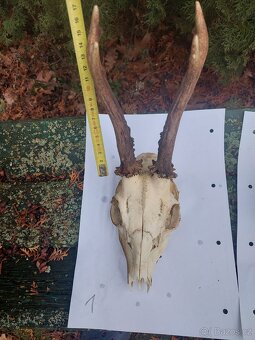 Trofeje srnec - 7