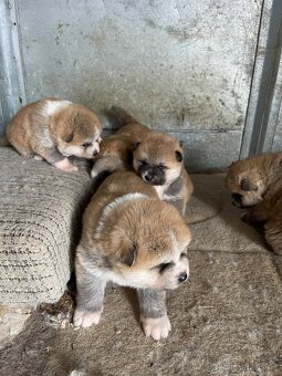 Akita inu štenátka - 7