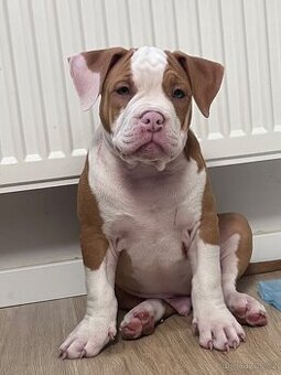 Psík American Bully s pp (ABKC) - 7