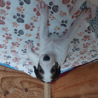 Barzoj ruský chrt s PP - 7