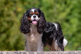 Krycí pes Kavalír King Charles španěl - 7