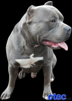Chlapeček American bully XL k odběru - 7