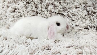 Zakrslý beránek, králíček, králík - FILIP - 7