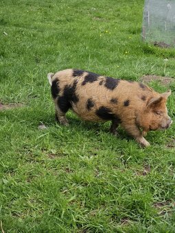 Selata kune kune - 7