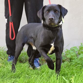 💓 Ducan – krásný černý bojovník s velkým srdcem - 7