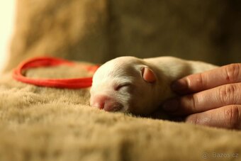 Americký stafordšírský teriér - štěňátka s PP - 7