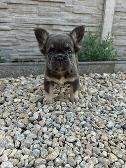 Francouzsky buldoček fenka fluffy - 7