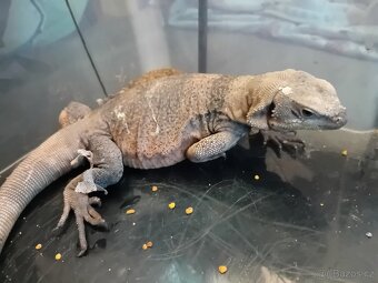 Samec Čukvala zavalitá ( sauromalus ater) - 7