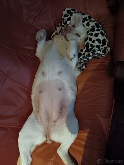Štěňátka Labradora - 7