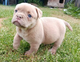 Staroanglický Bulldog, old english buldok, anglického tipu - 7