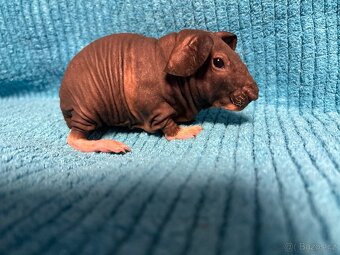 Skinny morčátka, samci - 7