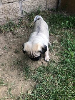 Mops štěňátka - 7