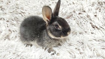 Zakrslý králík, králíček-(REX)-DAISY - 7