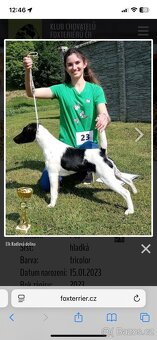 Foxterier hladkosrstý - 7