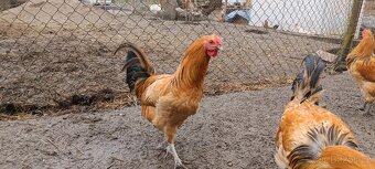 Šumavanka – kohouti - 7