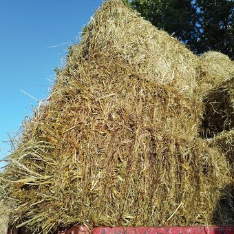 Prodám malé hranaté balíky sena - 7