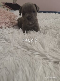 Stafordšírský bulteriér - 7