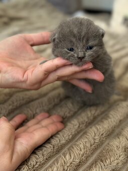 Britské koťátka whiskas - 7