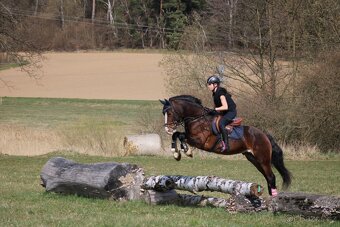 Welsh cob - hřebeček - 7