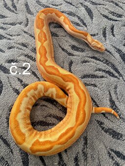 Boa constrictor - Hroznýš královský - 7