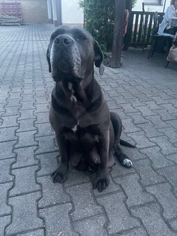 Cane Corso - 7