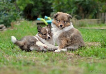 Štěňátka Sheltie - Šeltie s PP FCI - 7