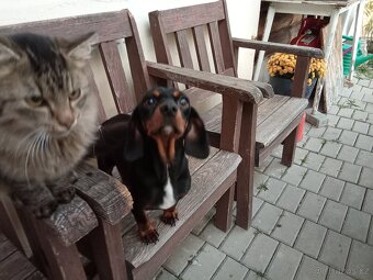 Jezevčík krásná štěňata - 7