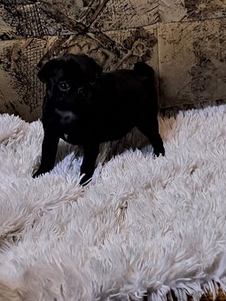 Mops - 7