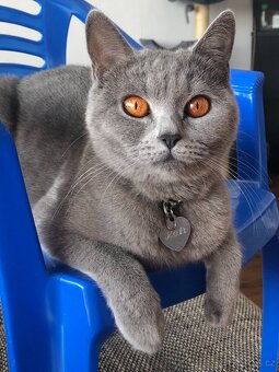 Britské modré kotě – kocourek (bez PP) - 7