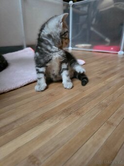 Britská kotatka - 7