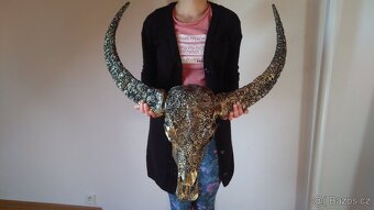 Lebka býka longhorn, bůvol, bizon - 7