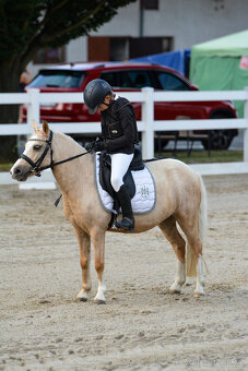 Pony S klisna 9 let 114 KVH – drezura/parkur/ZZVJ/výstavy/le - 7