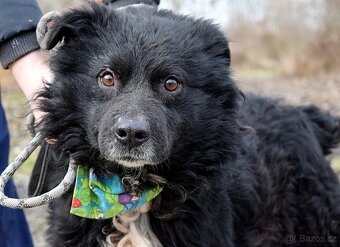 TICEAS K ADOPCI- 3 ROKY,TULÍCÍ ČERTÍK,HODNÝ,KLIDNÝ - 7