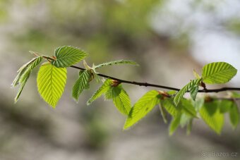 Canon EF 100mm f/2,8 L Macro IS USM. - 7