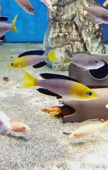 Tanganyika - 7